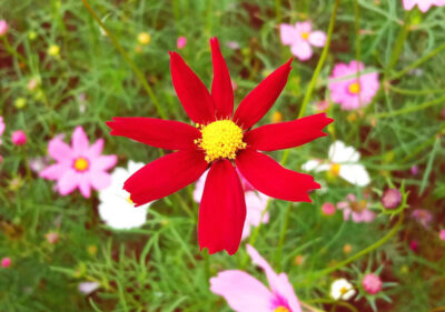 Symbolism & Explore Black Dahlia Flower Meaning