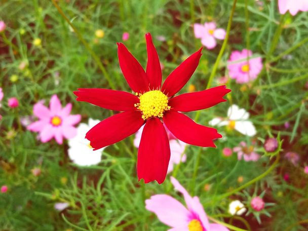 Symbolism & Explore Black Dahlia Flower Meaning